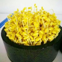 至盈黃金豆 產(chǎn)地貨源東北大豆非轉(zhuǎn)基因小金黃芽 豆芽黃豆廠(chǎng)家直發(fā)