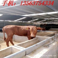 貴州小黃?；?活牛價(jià)格 哪里有賣小黃牛的