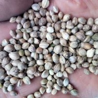 80斤/袋鳥食線麻子、鳥料火麻仁、油料火麻仁 花肥線麻子運費到付