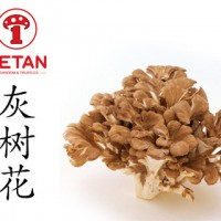 DETAN德添舞茸 新鮮灰樹花 購買請電話聯(lián)系，否則不發(fā)貨