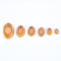廠家直供現(xiàn)貨干鮑魚(yú)送禮燉湯佛跳墻原料批發(fā)海鮮干貨500g/斤
