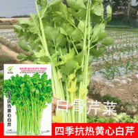 批發(fā)菜園院子蔬菜種子四季抗熱黃心香白芹種子7克菜籽 廠家直銷(xiāo)
