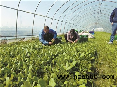 種植基地里，種植戶忙著采收蔬菜。