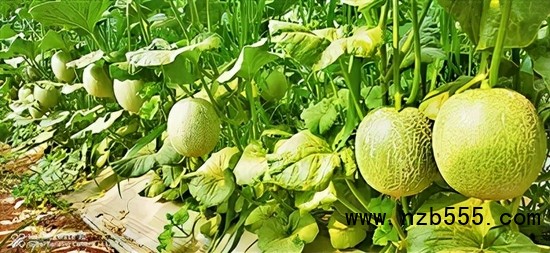 　▲時(shí)創(chuàng)科技金伯利農(nóng)場種植的網(wǎng)紋瓜