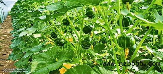 　▲ 時(shí)創(chuàng)科技金伯利農(nóng)場種植的南瓜