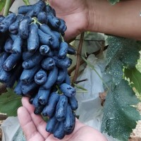 基地批發(fā)甜蜜藍寶石葡萄種苗 新品種盆栽葡萄苗現(xiàn)挖現(xiàn)發(fā)