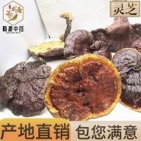 長期供應 長白山靈芝片產地一手貨源 靈芝批發(fā) 靈芝個 中藥材