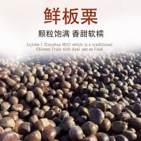 遷西板栗 計彬板栗 批發(fā) 河北313板栗生新鮮油栗糖炒3113栗子產地