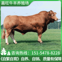 【魯西黃?！楷F(xiàn)貨嘉旺魯西黃牛苗 批發(fā)出售養(yǎng)殖場牛肉牛犢
