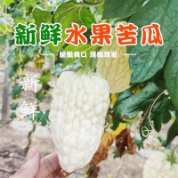 壽光產地蔬菜苦瓜清解蘋果水果苦瓜果實飽滿水分充足自種現摘批發(fā) 2件起批
