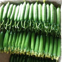 產地直發(fā)壽光水果黃瓜 清脆爽口水果蔬菜 新鮮無刺小黃瓜孕婦生吃  2件起批