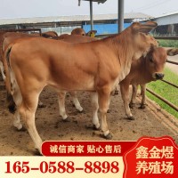黃牛肉牛犢改良 肉牛價格怎么樣 養(yǎng)殖批發(fā)牛苗 肉?；钆? onmouseover=