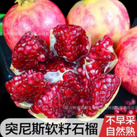 現貨 現摘現四川會理軟籽石榴突尼斯軟籽石榴果園 一件代發(fā)