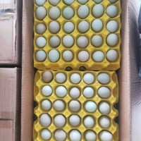綠殼烏雞蛋，480枚/箱，凈重39-40斤，日撿日發(fā)