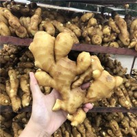 山東大姜新鮮生姜老姜月子專用姜生姜批發(fā)新鮮大姜現(xiàn)挖現(xiàn)賣(mài)