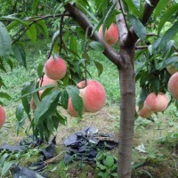 四川桃苗批發(fā)基地，國(guó)慶桃三年苗，品種保證基地直發(fā)