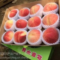 14號桃，平谷原產地直發(fā)，8月成熟大桃