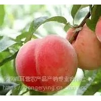 黃桃，平谷產地直發(fā)大桃，黃桃批發(fā)，代收