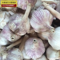 供應(yīng)金鄉(xiāng)大蒜 大蒜出口殘次品2kg 28元 ，不影響使用，美觀度欠，