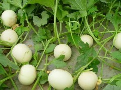 香瓜成熟期揭秘：從25天到80天，甜度背后的時間密碼