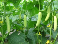 澆好水，種出水靈靈的黃瓜