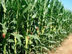 玉米地里種西瓜：一場(chǎng)土地與陽(yáng)光的浪漫共謀