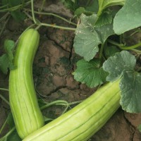 水果菜瓜西安品茶工作室全城安排采摘技術(shù)交流