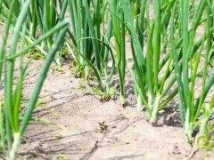 自家種植什么蔬菜容易高產(chǎn)？