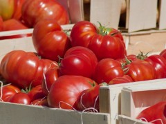 大棚種植西紅柿，如何管控病蟲害問題？